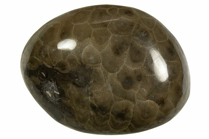 Polished Petoskey Stone (Fossil Coral) - Michigan #328349